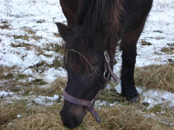 Anden særlig race Bianca <3 aflivet - bi spiser billede 5