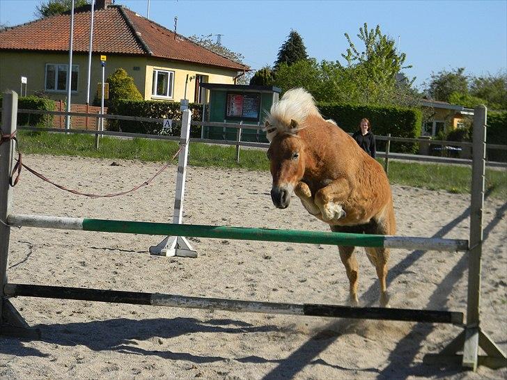 Shetlænder Frode (: *SOLGT OG SAVNES!!!!* - Hopla! billede 7