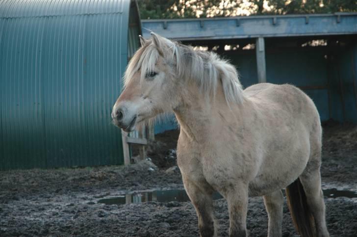 Fjordhest Stella billede 8