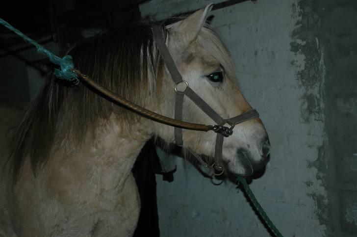 Fjordhest Stella billede 9