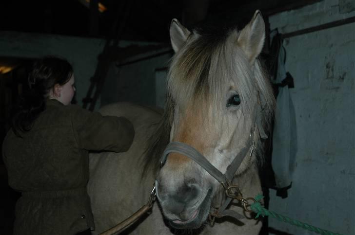 Fjordhest Stella - på vej til ridning- Maria rider billede 10