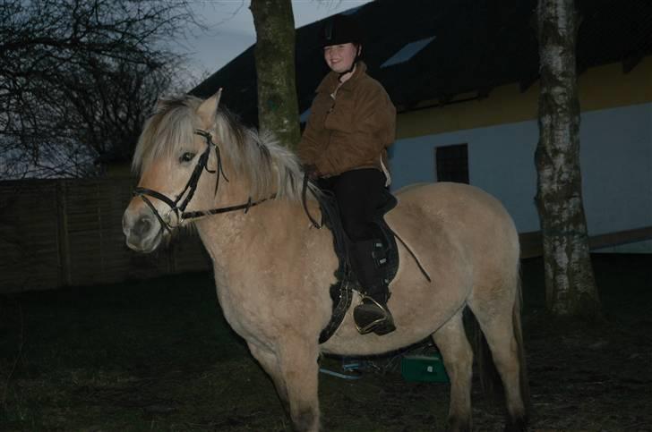 Fjordhest Stella - på vej til ridning- Maria rider billede 11
