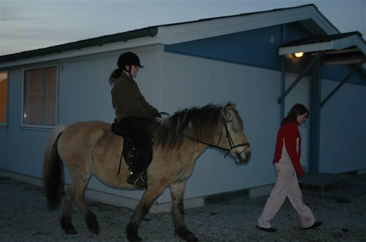 Fjordhest Stella billede 12