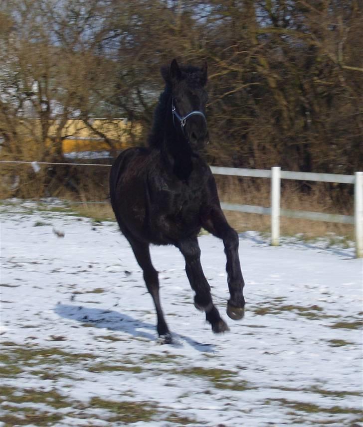 Anden særlig race *Jacques Nobest* SOLGT: ( billede 10