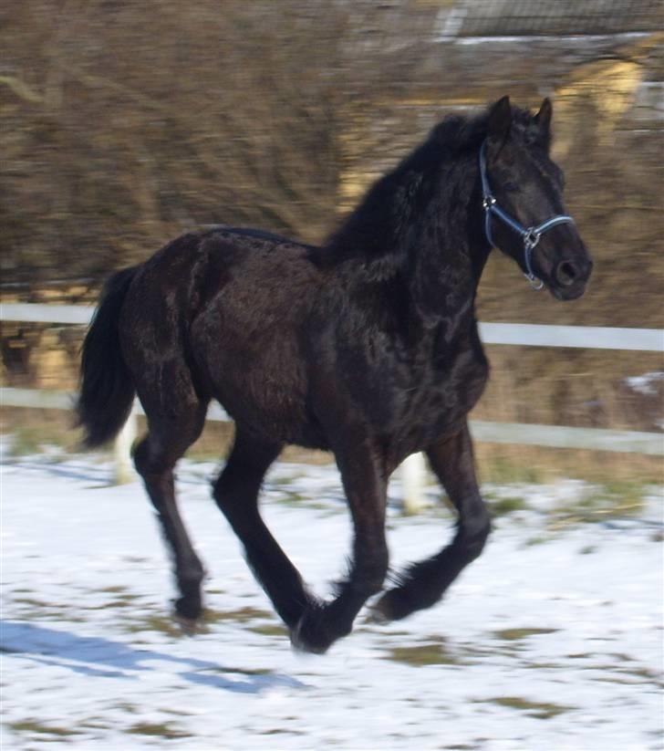 Anden særlig race *Jacques Nobest* SOLGT: ( billede 11