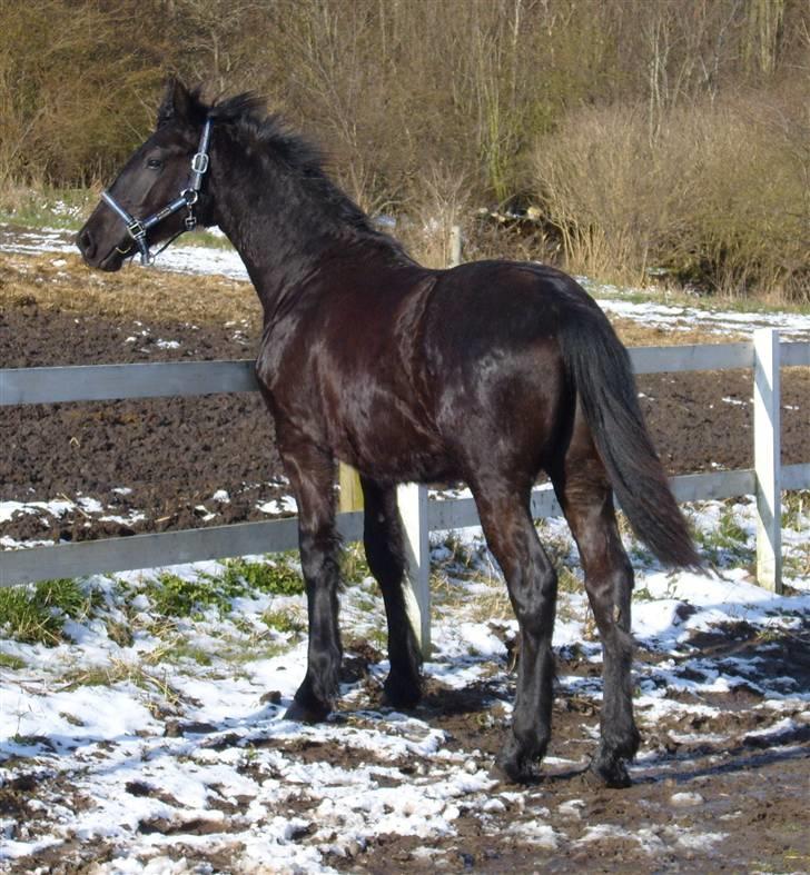 Anden særlig race *Jacques Nobest* SOLGT: ( billede 13