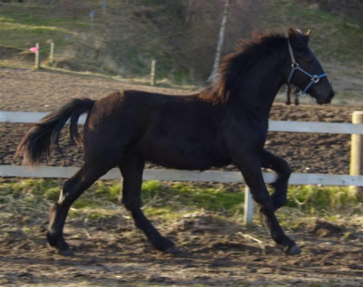 Anden særlig race *Jacques Nobest* SOLGT: ( billede 16