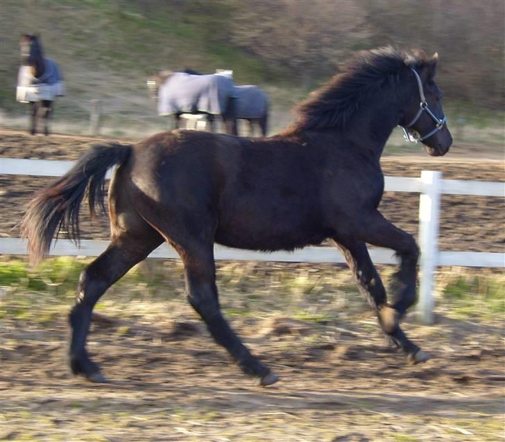 Anden særlig race *Jacques Nobest* SOLGT: ( billede 17