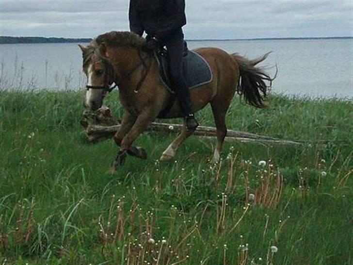 Anden særlig race Tjartie <3 -  . tur på stranden <3  billede 8