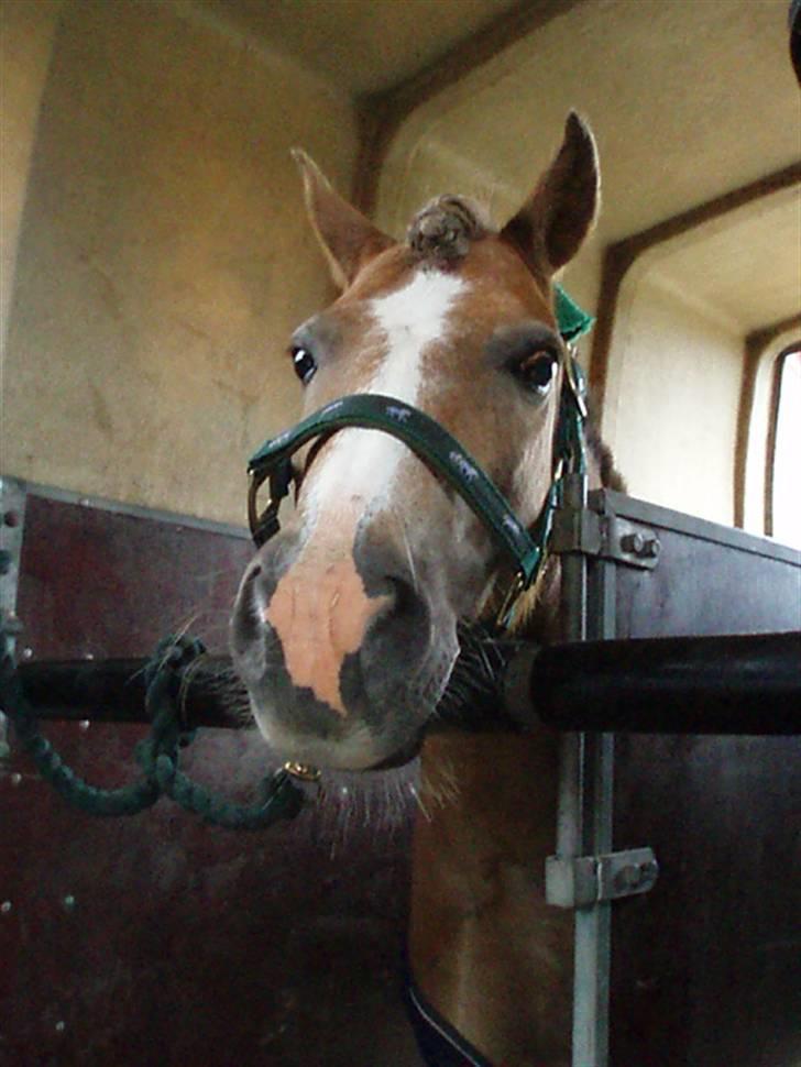 Anden særlig race Tjartie <3 - Så vi klar til at tage afsted :) <3  billede 9