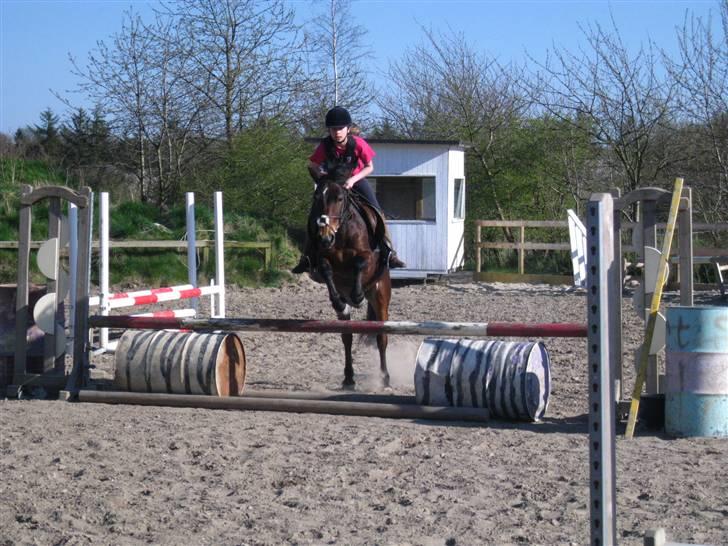 Anden særlig race May-day<3 *solgt* - et lille tønde spring (foto penny <3) billede 1