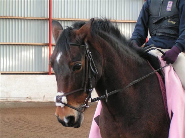 Anden særlig race May-day<3 *solgt* - elsker dig <3 billede 2