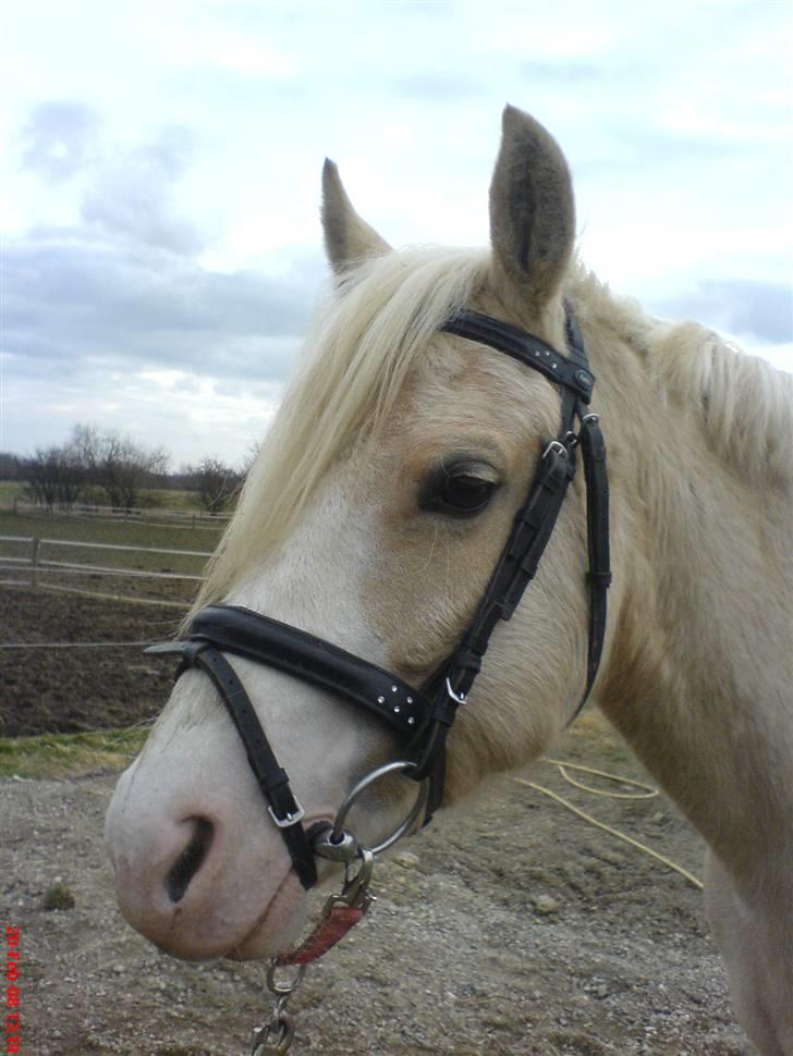 DSP Tovdal's Ivory Princess - hendes kømne ansigt billede 1