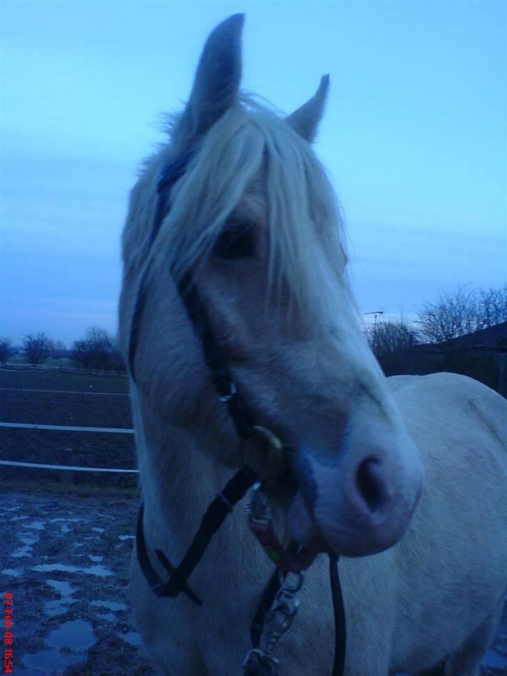 DSP Tovdal's Ivory Princess - i hedeland for første gang. feb. 08 billede 2