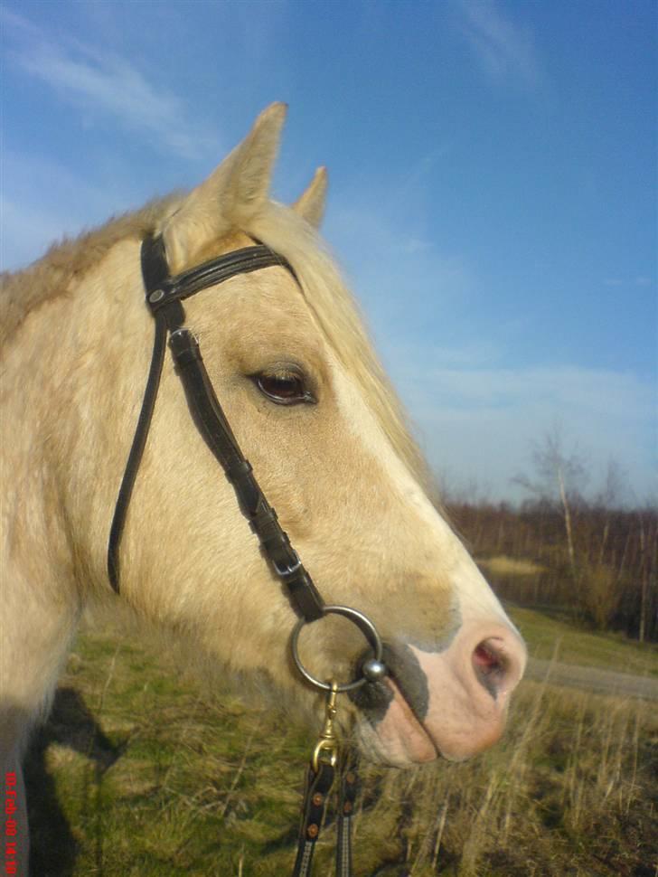 DSP Tovdal's Ivory Princess - hedeland feb 08 billede 3