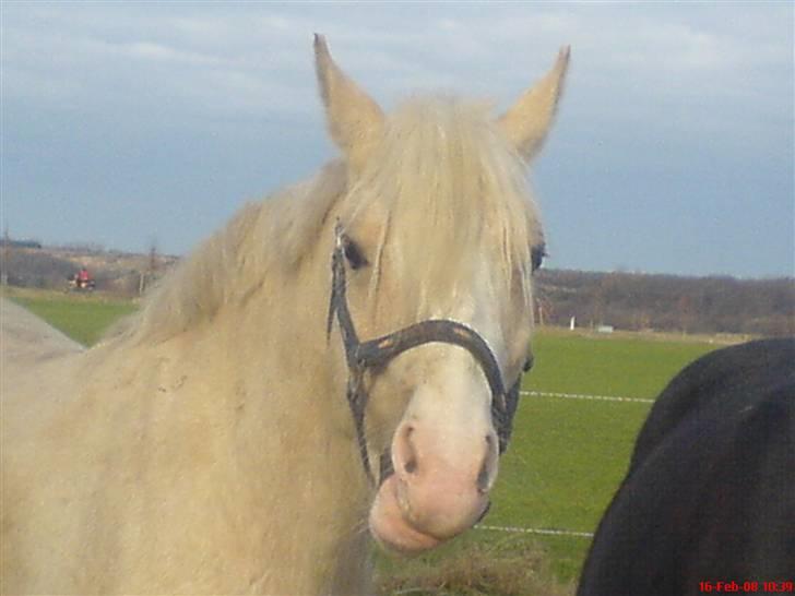 DSP Tovdal's Ivory Princess - på fold rigtg ædedolk hehe billede 4