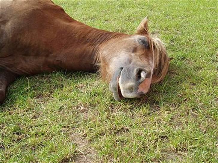 Anden særlig race Tjartie <3 - dejligt med en lur :b billede 15