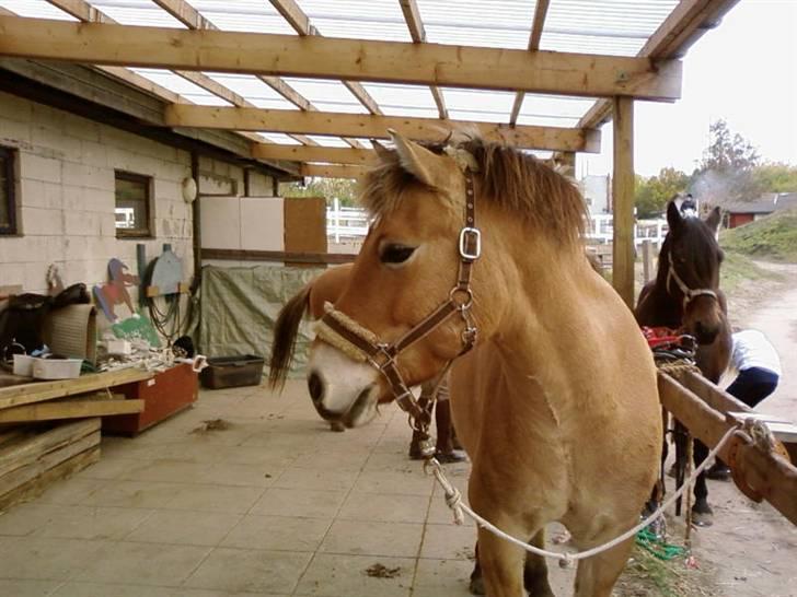 Anden særlig race Tyson <33   - hov kommer der mad nu!! ?? foto: niko billede 14