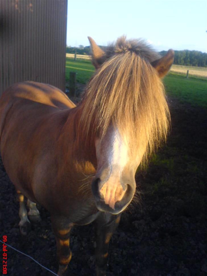 Anden særlig race Tjartie <3 -  Tjartie på marken <3  billede 18