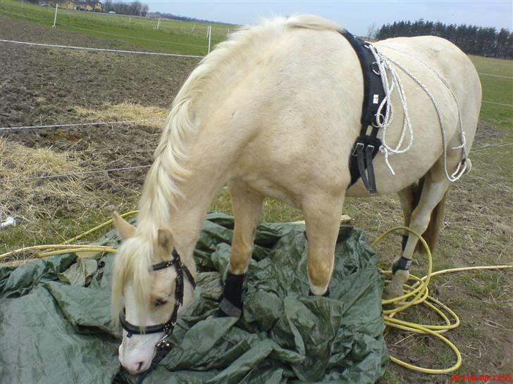 DSP Tovdal's Ivory Princess - første gang over pressening, hun er bare go´ billede 5