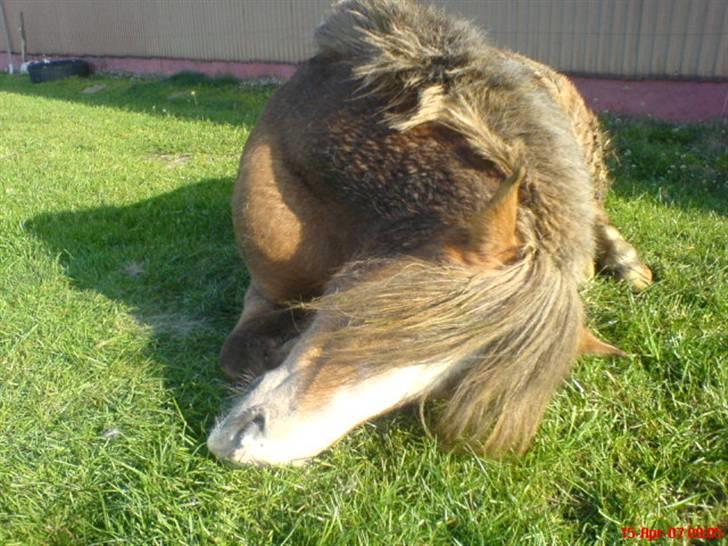 Anden særlig race Tjartie <3 - uhh. mulen klør :) <3  billede 20