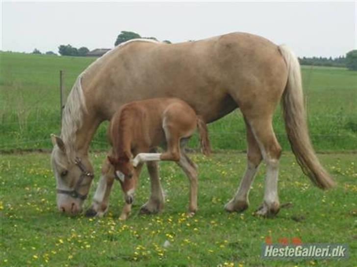 DSP Tovdal's Ivory Princess - med hendes dejlige følle billede 6