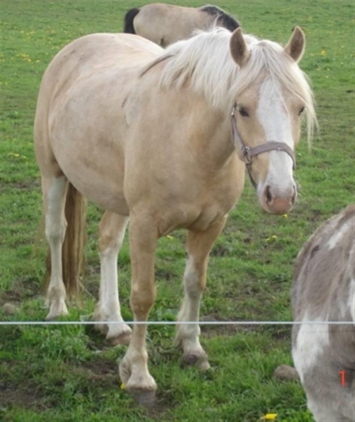 DSP Tovdal's Ivory Princess billede 7