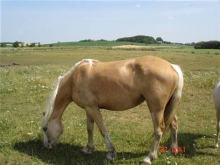 DSP Tovdal's Ivory Princess billede 8