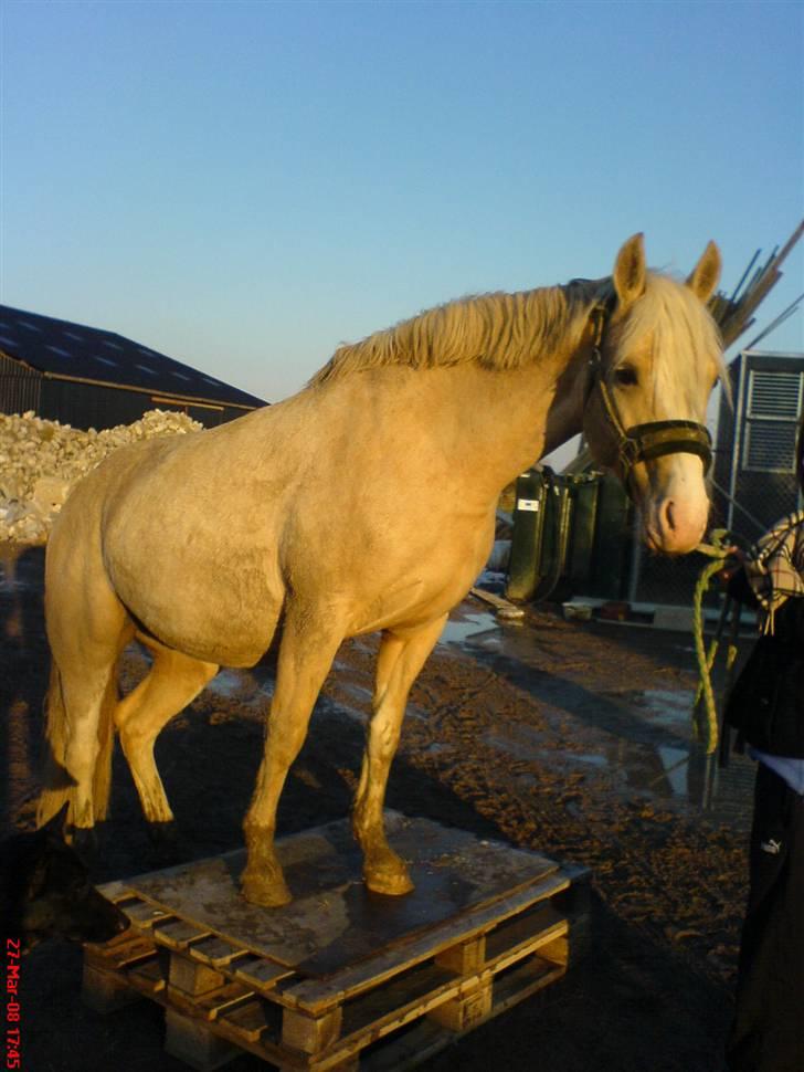 DSP Tovdal's Ivory Princess - første gan på paller, er hun ikk go´ billede 9