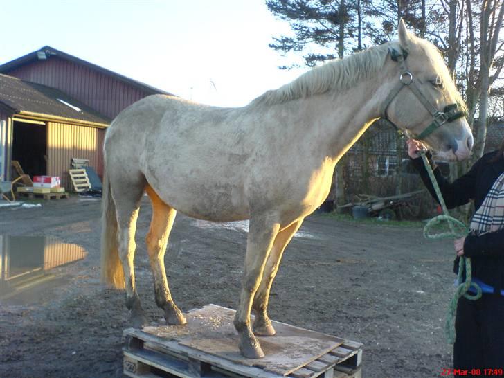 DSP Tovdal's Ivory Princess billede 10