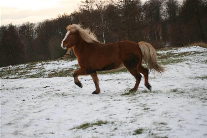 Islænder Gisli fra Thorsvighus-RIP - Velkommen til prins Gislis profil (; <3  Foto : Thea Jørgensen billede 1
