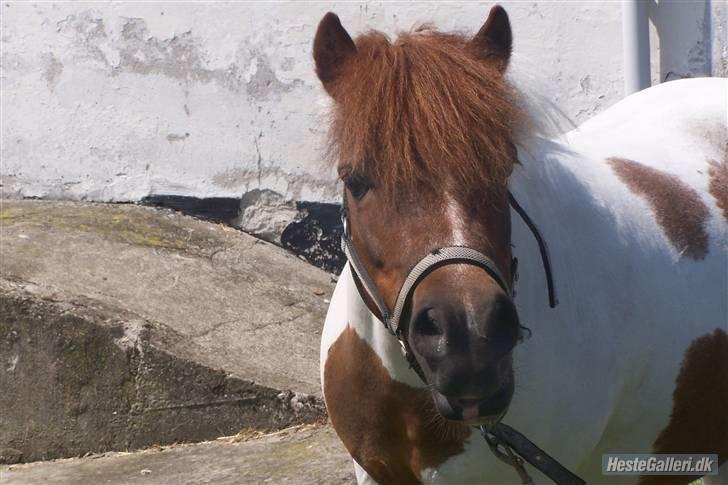 Shetlænder Pony Margrethe - NYT! billede 1