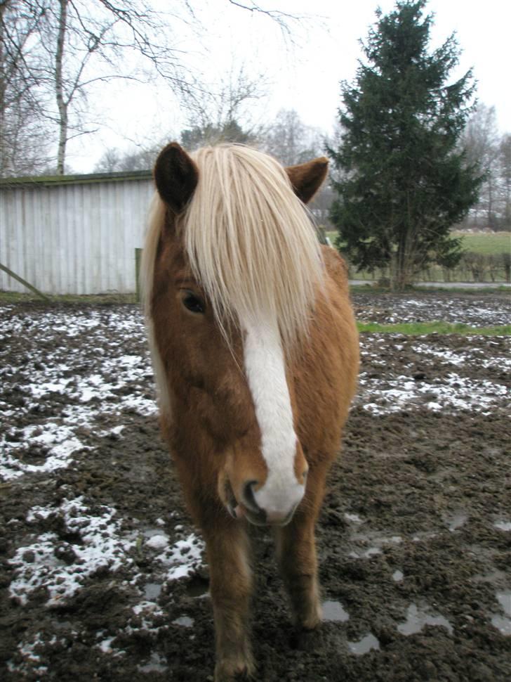 Islænder Gisli fra Thorsvighus-RIP - Min lille Gisli mus på fold vinter 08 billede 2