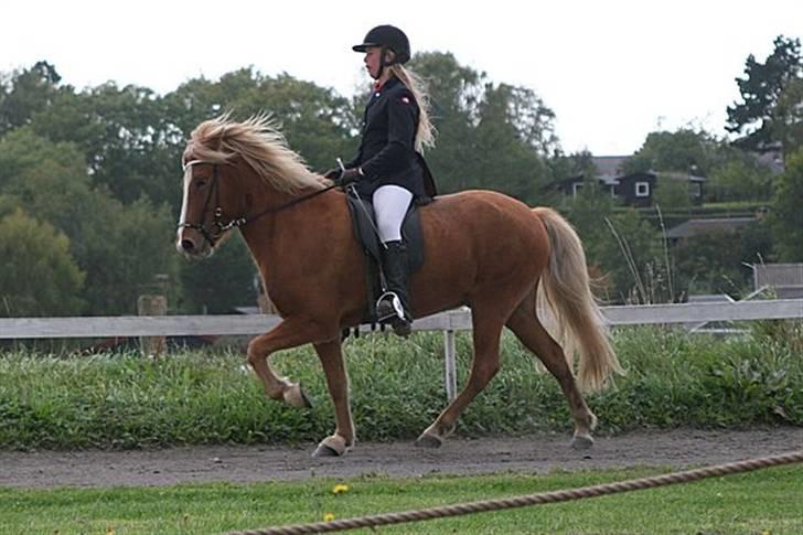 Islænder Gisli fra Thorsvighus-RIP - Skønne Gisli i tölt til dylle mylle 4.3 a-finale  <3 foto : Caroline Storch billede 3