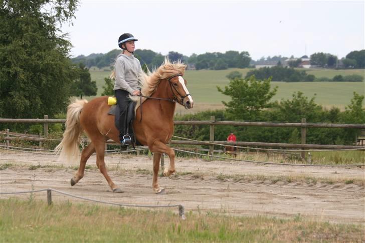 Islænder Gisli fra Thorsvighus-RIP - Gisli og mig til Gædingakeppni 08 lidt fin tölt ! Foto : Gunnar billede 4