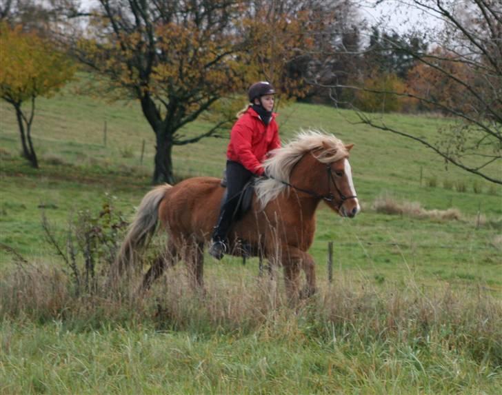 Islænder Gisli fra Thorsvighus-RIP - Caro og Gisli i galop :D billede 5
