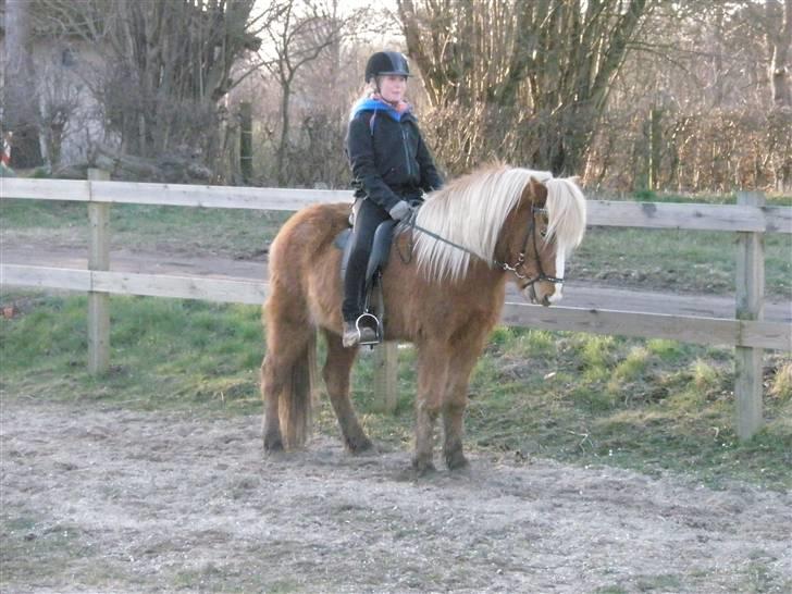Islænder Gisli fra Thorsvighus-RIP - Gisli og jeg træner lidt ! Foto : Julia <3 billede 6