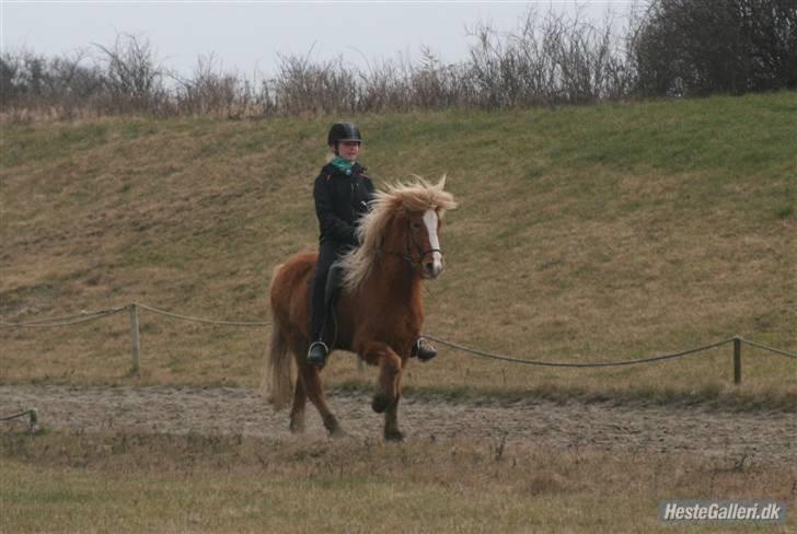 Islænder Gisli fra Thorsvighus-RIP - Sidste gang jeg red ham, inden han døde (´: han kunne jo godt <3 billede 7