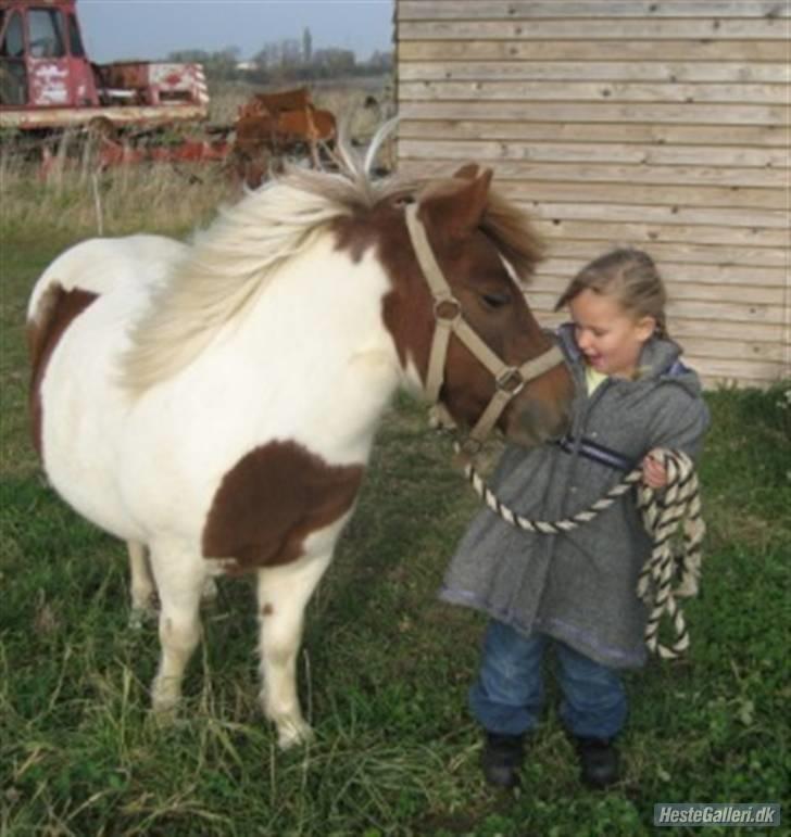 Shetlænder Pony Margrethe billede 16