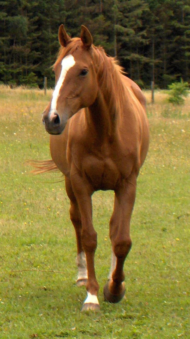Fuldblod (XX) Mamaia (solgt) - Mamaia med sit nyfødte hoppeføl Mamaloca billede 2