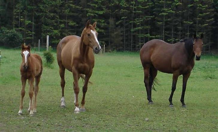 Fuldblod (XX) Mamaia (solgt) billede 3