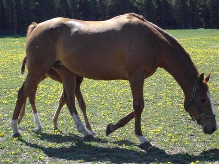 Fuldblod (XX) Mamaia (solgt) billede 4