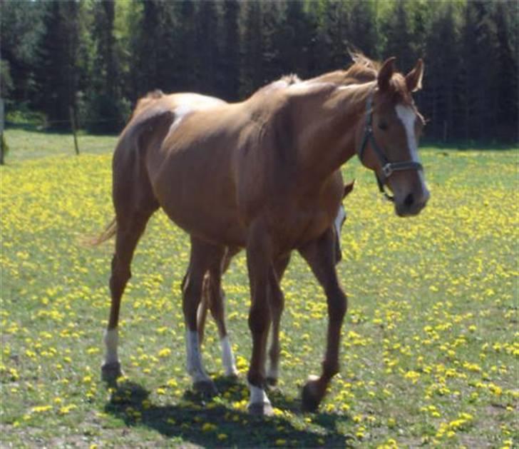 Fuldblod (XX) Mamaia (solgt) - Mamaia er til salg nu.. billede 5