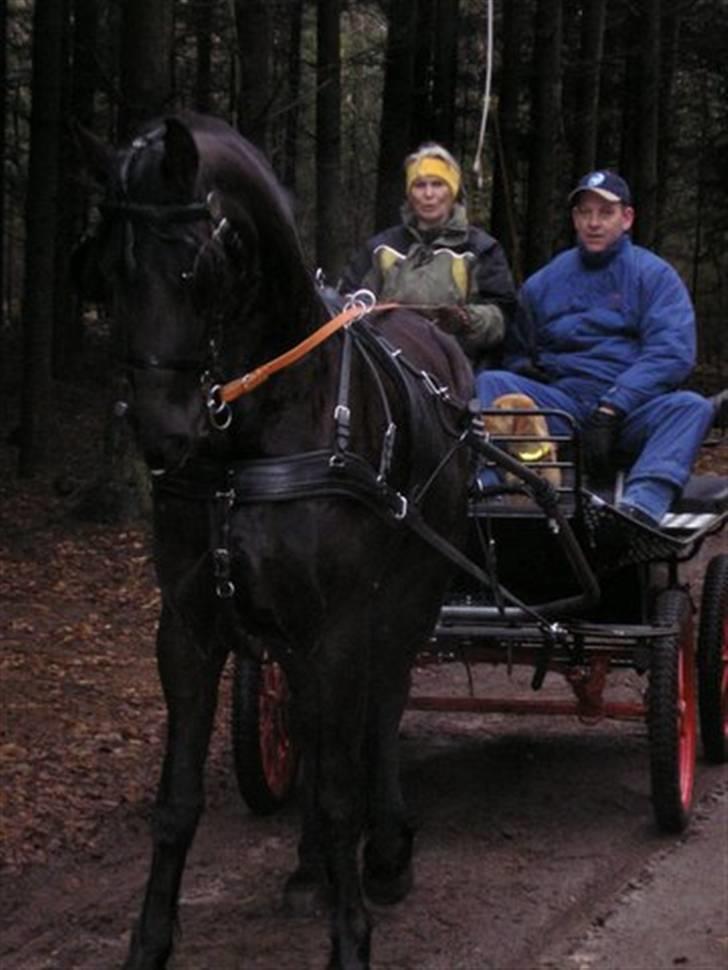 Frieser Nanna af Friesergaarden - Nanna på langfredagstur ved Kolind billede 11