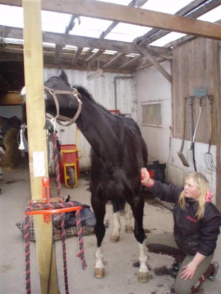 Holstener Priors Maluta billede 15