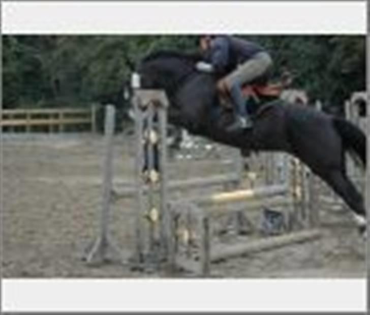 Holstener Priors Maluta billede 16