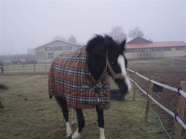 Holstener Priors Maluta billede 17