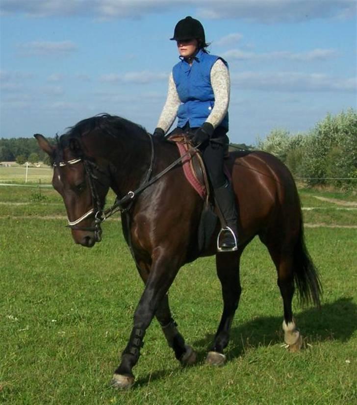 Schweres Warmblut Sophie - sommer 2007 i Schönteichen billede 2