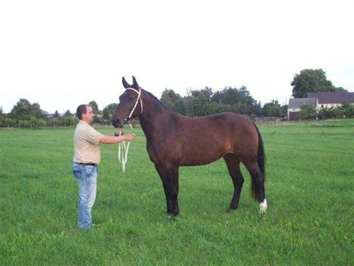 Schweres Warmblut Sophie - Sophie sommer 2007 i Schönteichen billede 3
