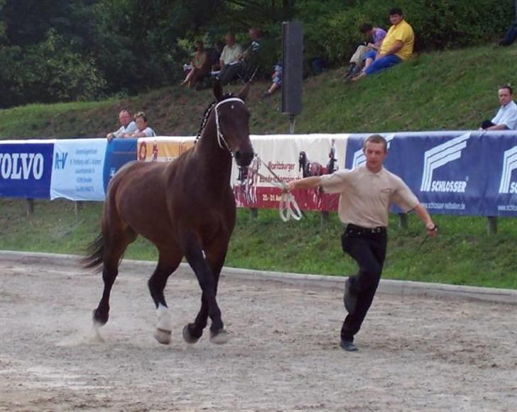Schweres Warmblut Sophie - Sophie til kåring i Moritzburg- Tyskland sommer 2007 billede 4